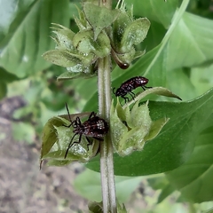 Liorhyssus
