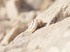 Trochoidea trochoides