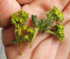 Alchemilla glaucescens