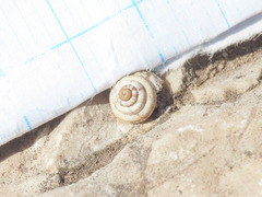 Trochoidea trochoides