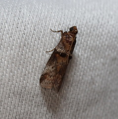 Conobathra hemichlaena