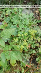 Alchemilla glaucescens