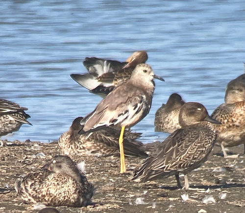 White-tailed Lapwing (Vanellus leucurus), photo 7