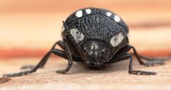 Sternocera orissa orissa
