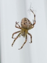 Araneus diadematus
