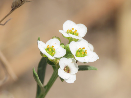 Sweet alyssum