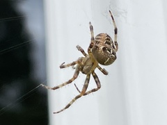 Araneus diadematus