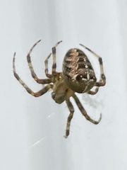 Araneus diadematus