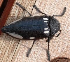 Sternocera orissa orissa