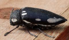 Sternocera orissa orissa