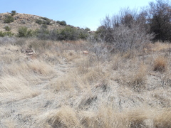 Anthephora pubescens