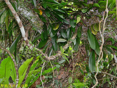 Bulbophyllum macraei