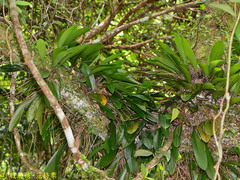 Bulbophyllum macraei