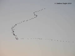 Phalacrocorax carbo