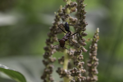 Cataglyphis longipedem