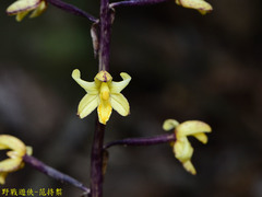 Aphyllorchis montana