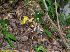Aphyllorchis montana
