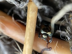 Saprininae