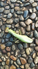 Hierodula patellifera patellifera