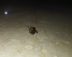 Apis cerana indica