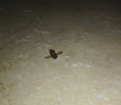 Apis cerana indica