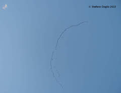 Phalacrocorax carbo