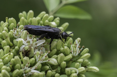 Campsomeriella