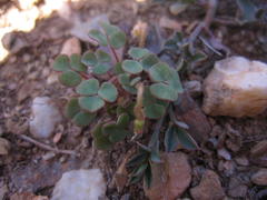 Oxalis punctata