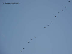 Phalacrocorax carbo