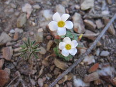 Oxalis punctata