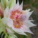 Serruria florida - Photo no hay derechos reservados, uploaded by Di Turner