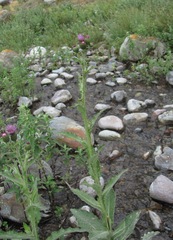 Cirsium svaneticum