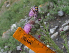 Cirsium svaneticum