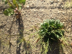 Limonium duriusculum