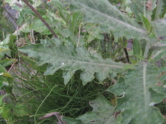 Cirsium svaneticum