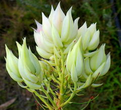 Serruria florida