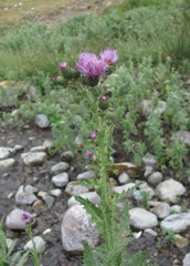 Cirsium svaneticum