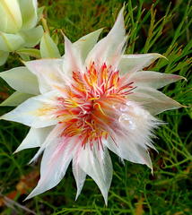 Serruria florida