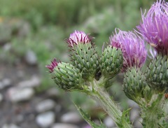 Cirsium svaneticum