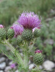 Cirsium svaneticum