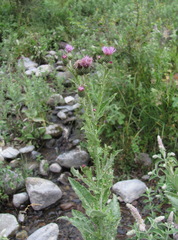 Cirsium svaneticum