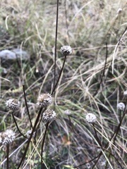 Globularia bisnagarica