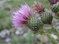 Cirsium svaneticum