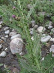 Cirsium svaneticum