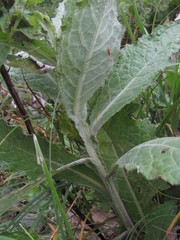 Cirsium svaneticum
