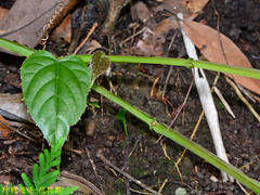Cissus pteroclada