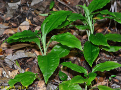 Goodyera rubicunda