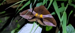 Bastilla fulvotaenia