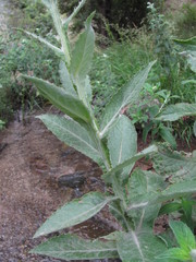 Cirsium svaneticum