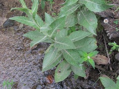 Cirsium svaneticum